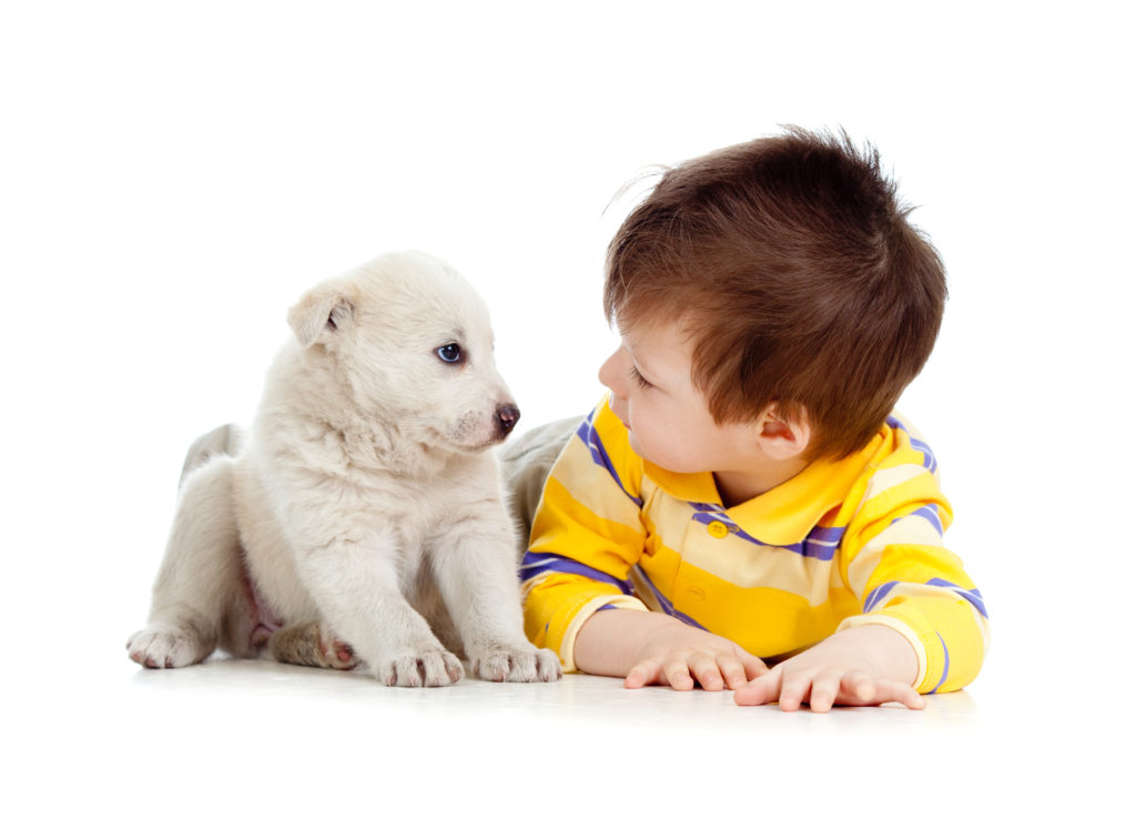 little kid training puppy on white background